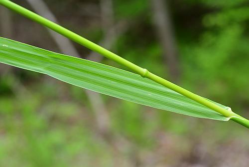 Bromus_inermis_stem.jpg