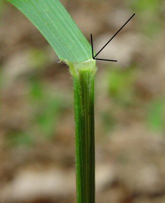 Bromus_pubescens_ligule.jpg