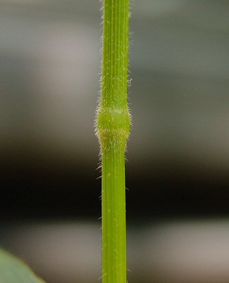 Bromus_pubescens_node.jpg