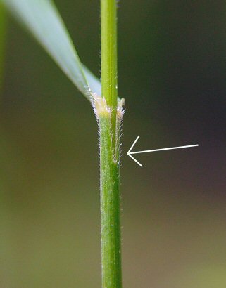 Bromus_pubescens_sheath1.jpg