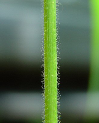 Bromus_pubescens_sheath2.jpg