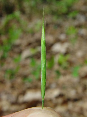 Bromus_pubescens_spikelet.jpg