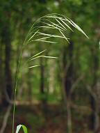 Bromus pubescens thumbnail