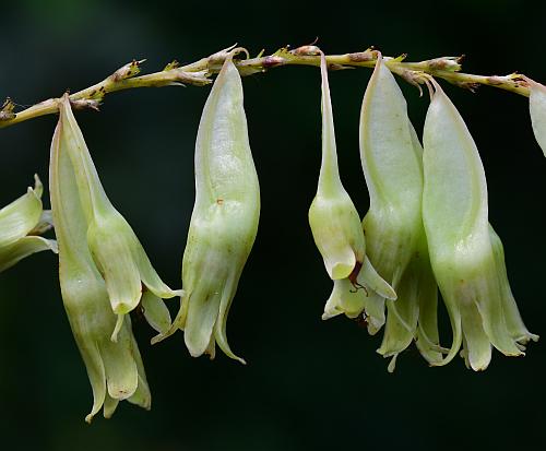 Brunnichia_ovata_fruits.jpg