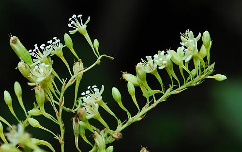 Brunnichia_ovata_inflorescence.jpg