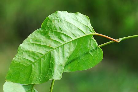 Brunnichia_ovata_leaf2.jpg