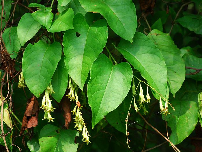 Brunnichia_ovata_plant.jpg