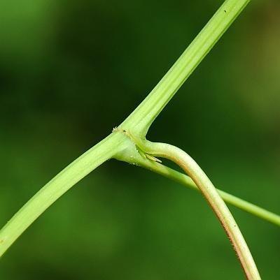 Brunnichia_ovata_stem.jpg