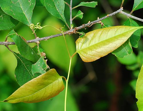 Brunnichia_ovata_tendrils.jpg