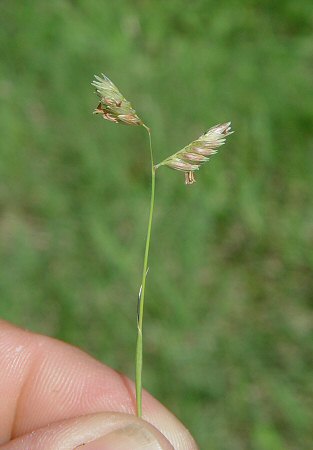 Buchloe_dactyloides_inflorescence.jpg