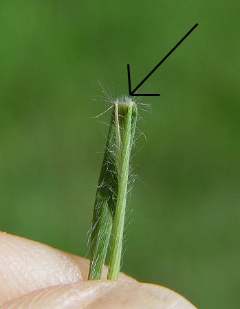 Buchloe_dactyloides_ligule.jpg