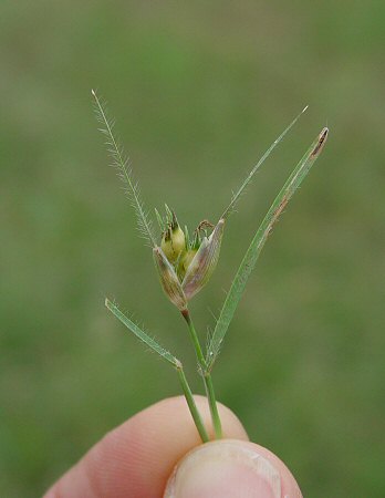 Buchloe_dactyloides_pistillate_inflorescence.jpg