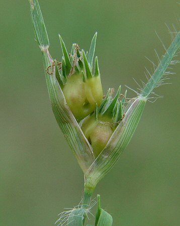 Buchloe_dactyloides_pistillate_spikelets.jpg