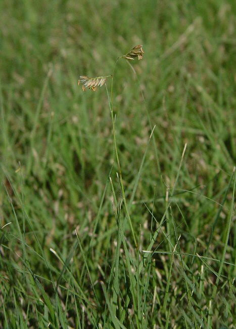 Buchloe_dactyloides_plant.jpg