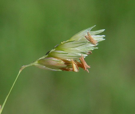 Buchloe_dactyloides_spikelet.jpg