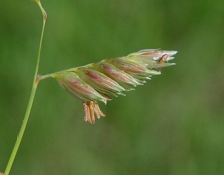 Buchloe_dactyloides_spikelet2.jpg