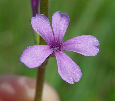 Buchnera_americana_flower.jpg