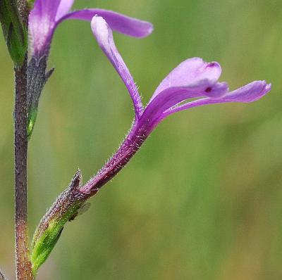 Buchnera_americana_flower2.jpg