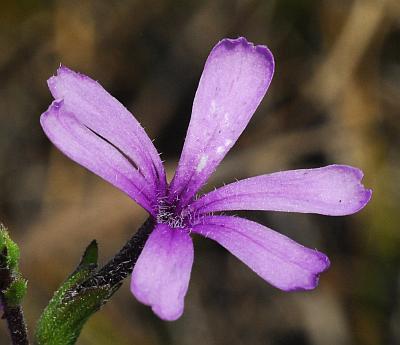 Buchnera_americana_flower3.jpg