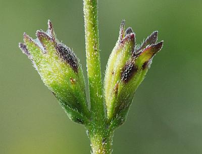 Buchnera_americana_fruits.jpg