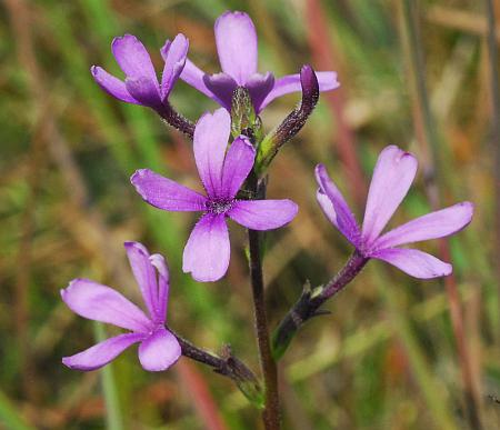 Buchnera_americana_inflorescence.jpg