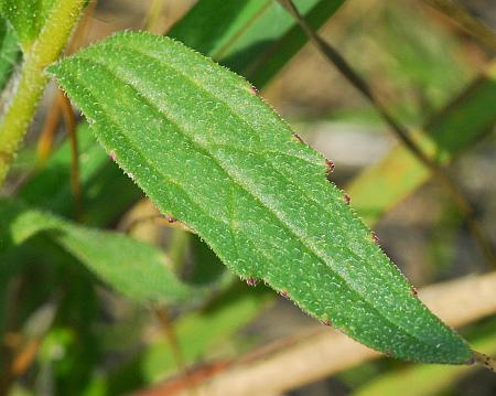 Buchnera_americana_leaf1.jpg