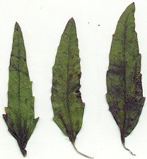 Buchnera_americana_leaves.jpg