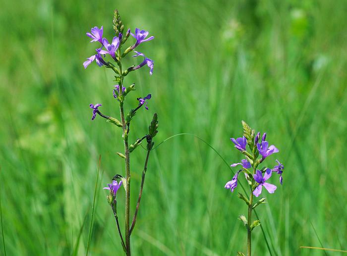 Buchnera_americana_plant2.jpg