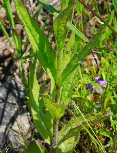 Buchnera_americana_stem3.jpg