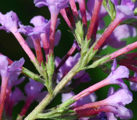 Buddleja_davidii_calyx.jpg