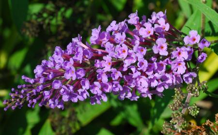 Buddleja_davidii_inflorescence.jpg