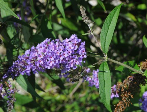 Buddleja_davidii_inflorescence2.jpg