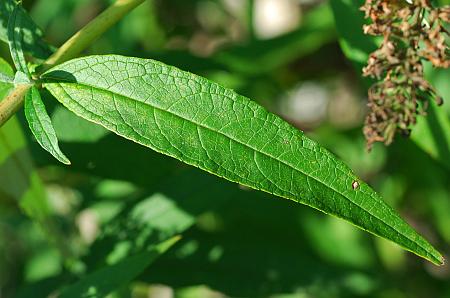 Buddleja_davidii_leaf1.jpg