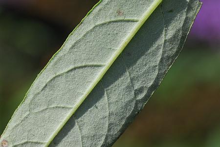 Buddleja_davidii_leaf2.jpg