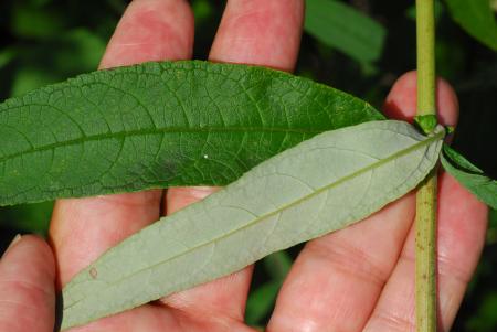 Buddleja_davidii_leaves.jpg