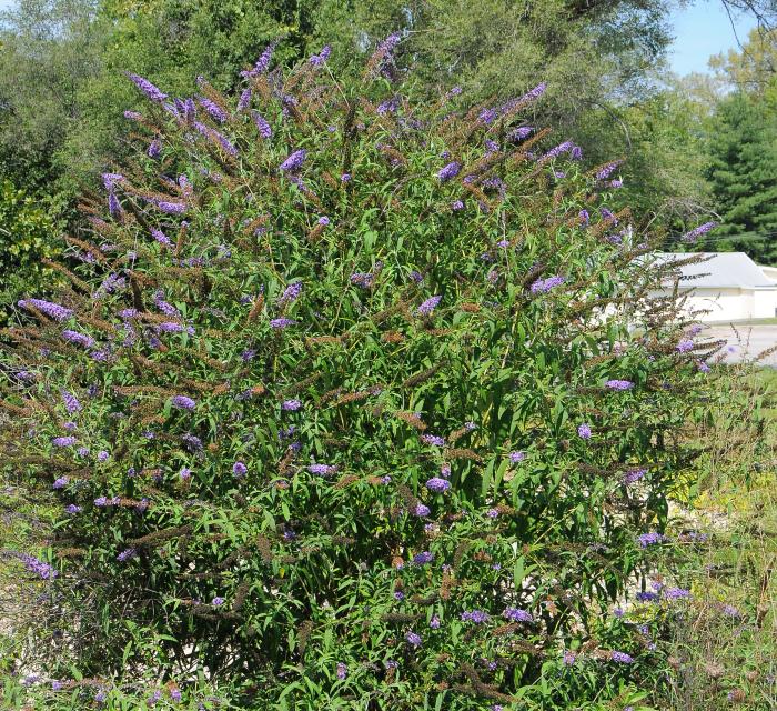 Buddleja_davidii_plant.jpg