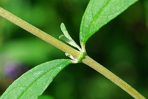 Buddleja_davidii_stem.jpg