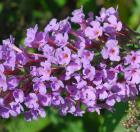 Buddleja davidii thumbnail