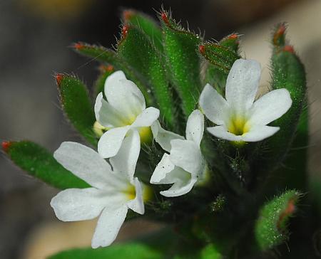 Buglossoides_arvensis_flowers.jpg