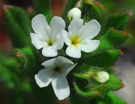 Buglossoides_arvensis_flowers2.jpg
