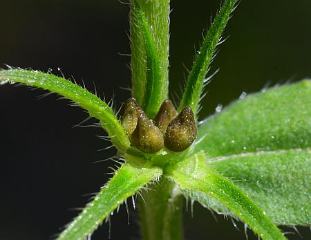 Buglossoides_arvensis_fruits2.jpg