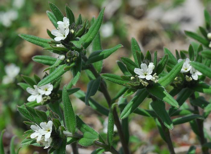 Buglossoides_arvensis_plant2.jpg