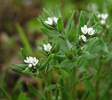 Buglossoides arvensis thumbnail