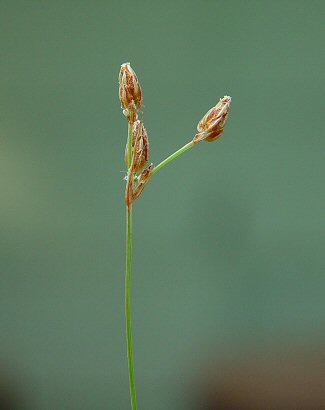 Bulbostylis_capillaris_inflorescence.jpg