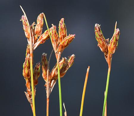 Bulbostylis_capillaris_inflorescences.jpg