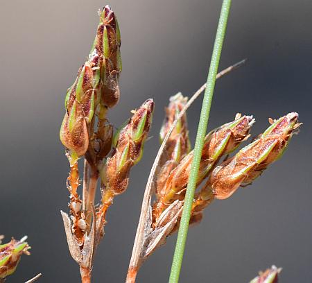 Bulbostylis_capillaris_inflorescences2.jpg