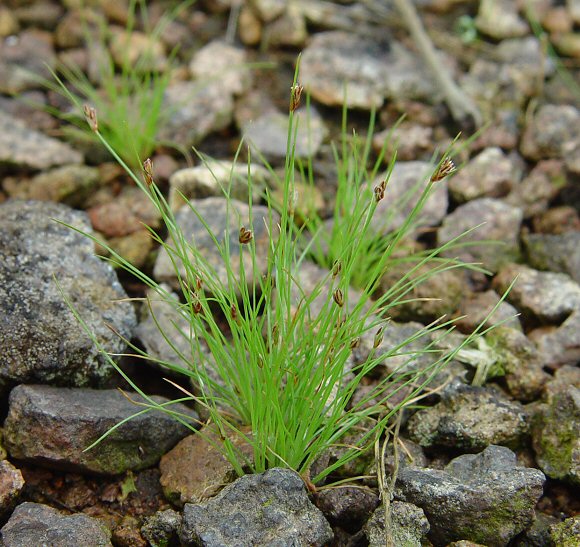 Bulbostylis_capillaris_plant.jpg