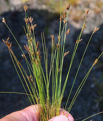 Bulbostylis_capillaris_plant2.jpg