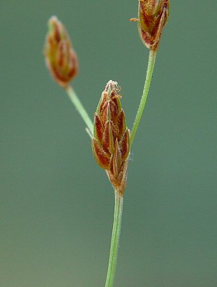 Bulbostylis_capillaris_spike.jpg