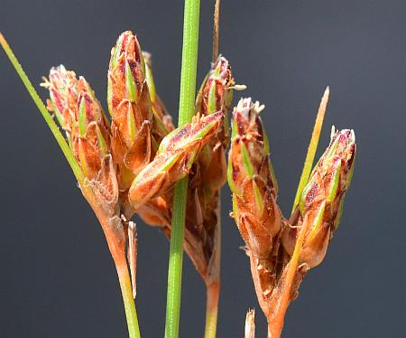 Bulbostylis_capillaris_spikes.jpg